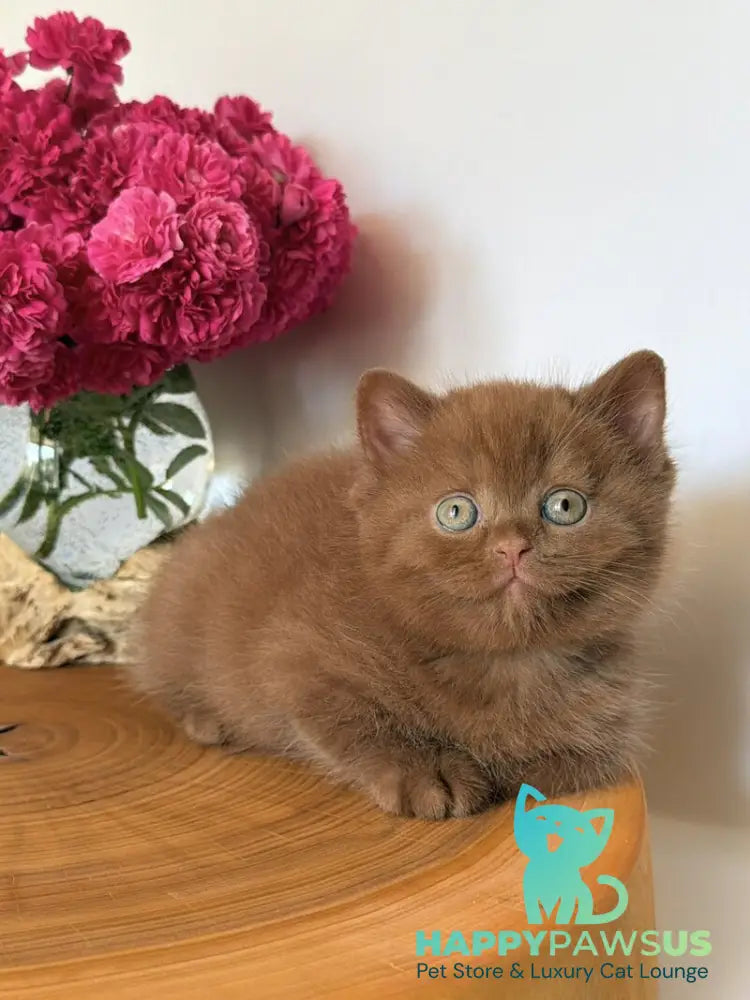 Fudge British Shorthair male cinnamon - live animals