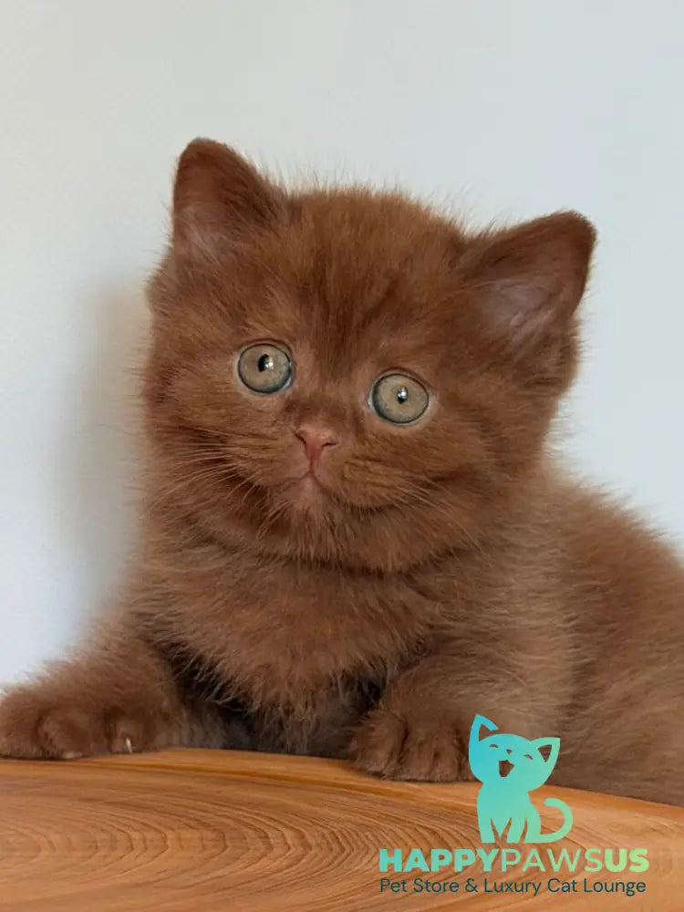Fudge British Shorthair male cinnamon - live animals