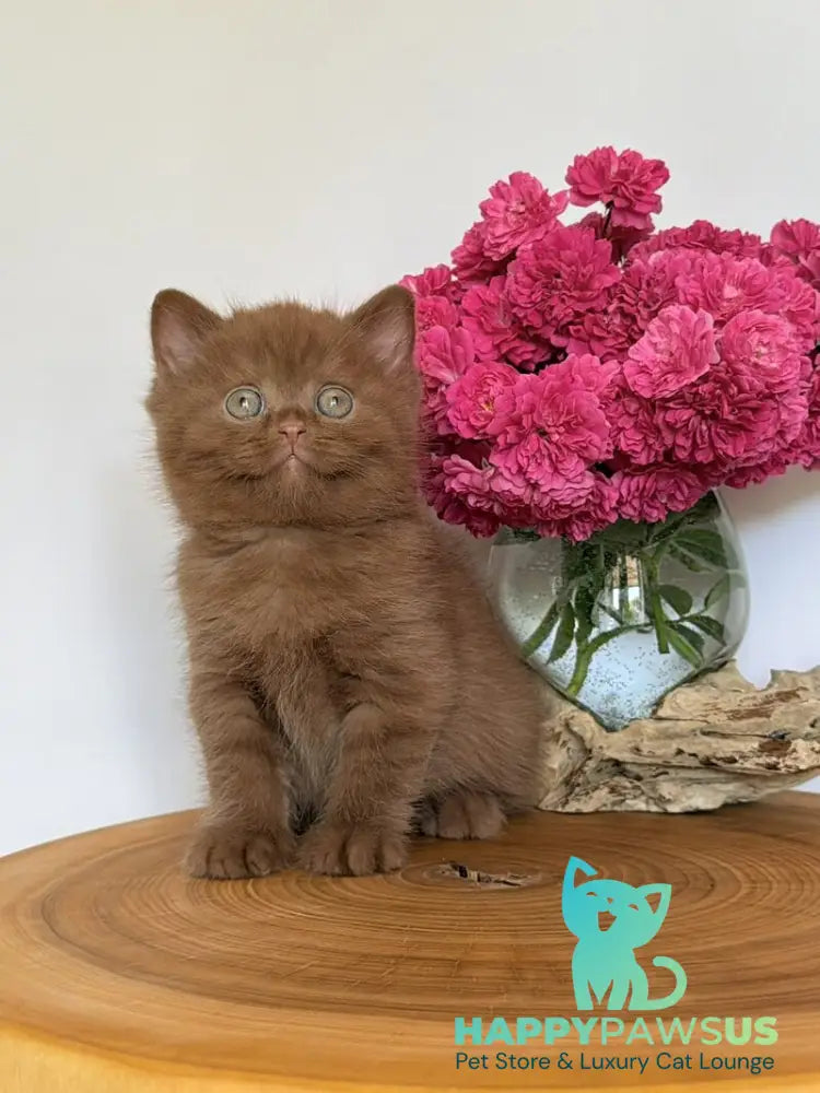 Fudge British Shorthair male cinnamon - live animals