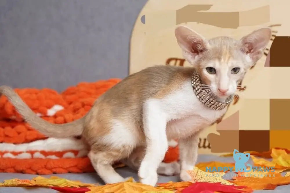 Fuksi Oriental Shorthair female fawn bicolour live animals