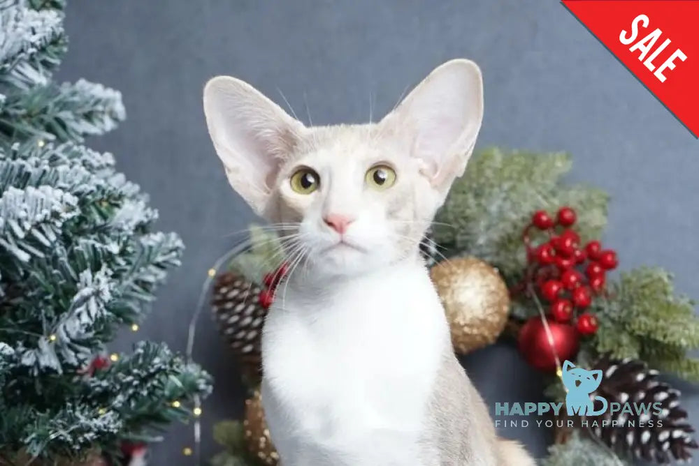 Fuksi Oriental Shorthair female fawn bicolour live animals