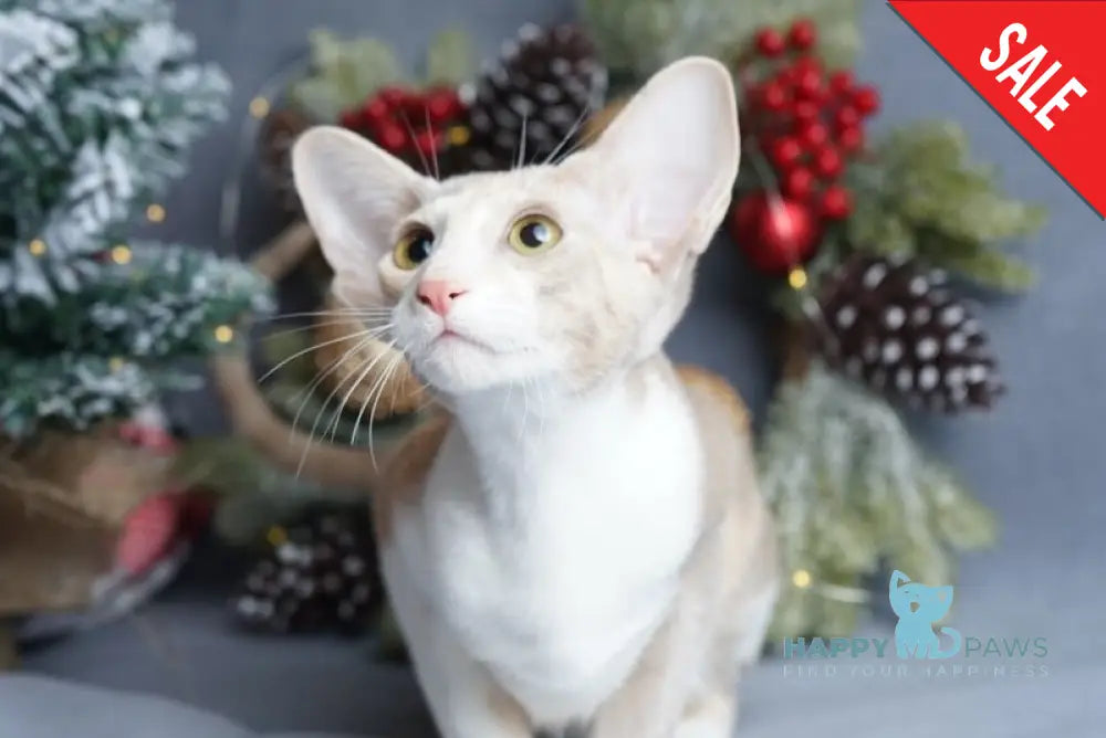 Fuksi Oriental Shorthair female fawn bicolour live animals