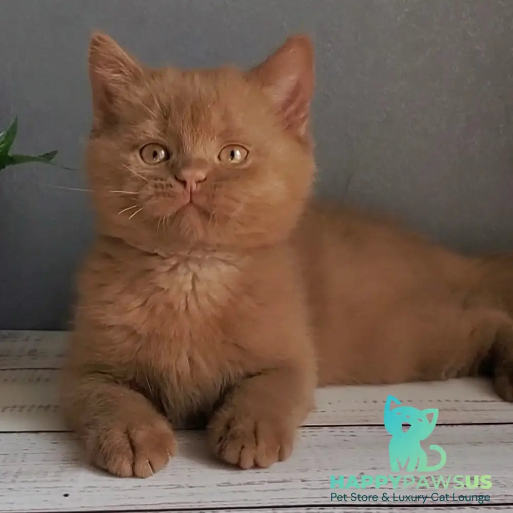 Funtik British Shorthair male cinnamon - live animals