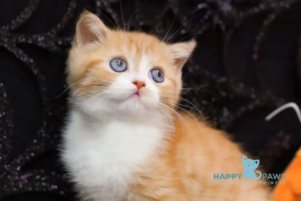 Fusion Scottish Straight male red spotted tabby bicolour live animals