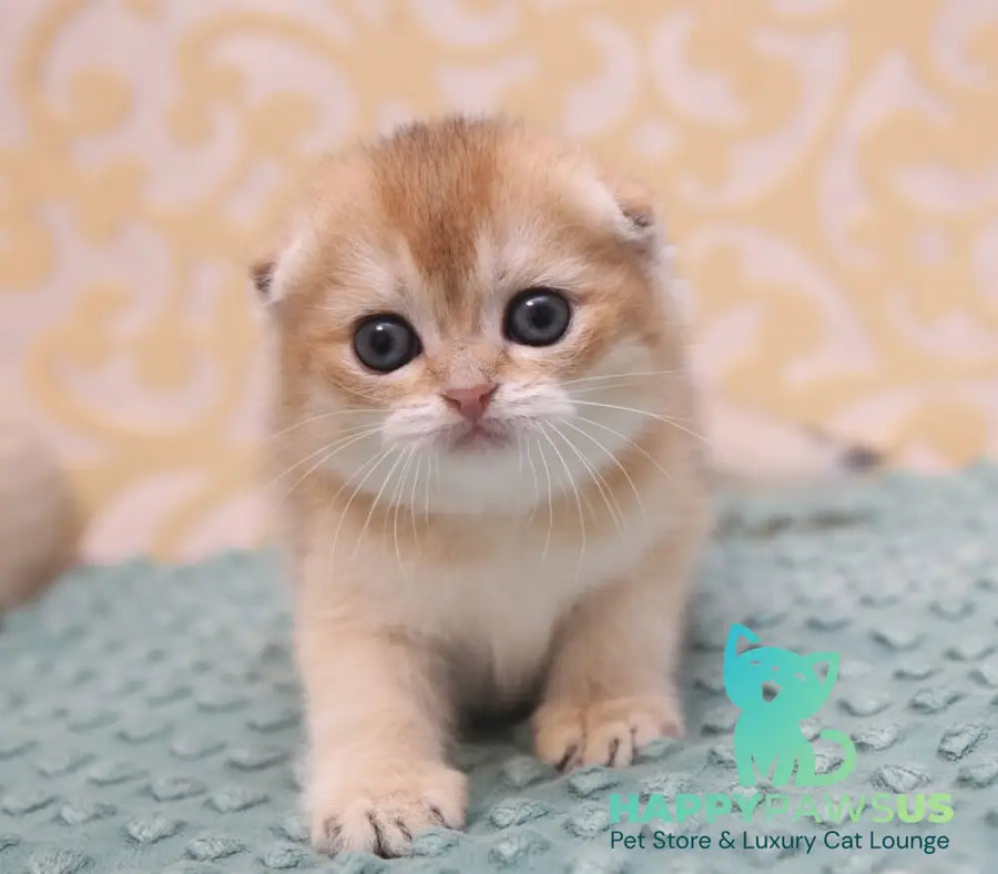 Gabbi Scottish Fold female black golden shaded - live animals