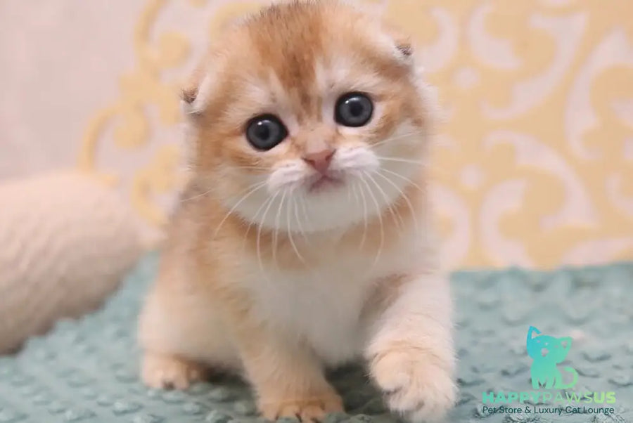 Gabbi Scottish Fold female black golden shaded - live animals