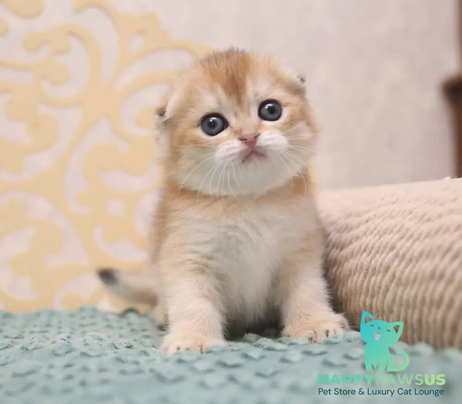 Gabbi Scottish Fold female black golden shaded - live animals