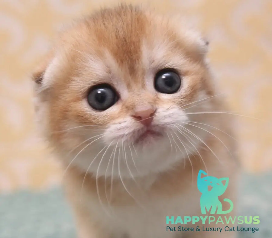Gabbi Scottish Fold female black golden shaded - live animals