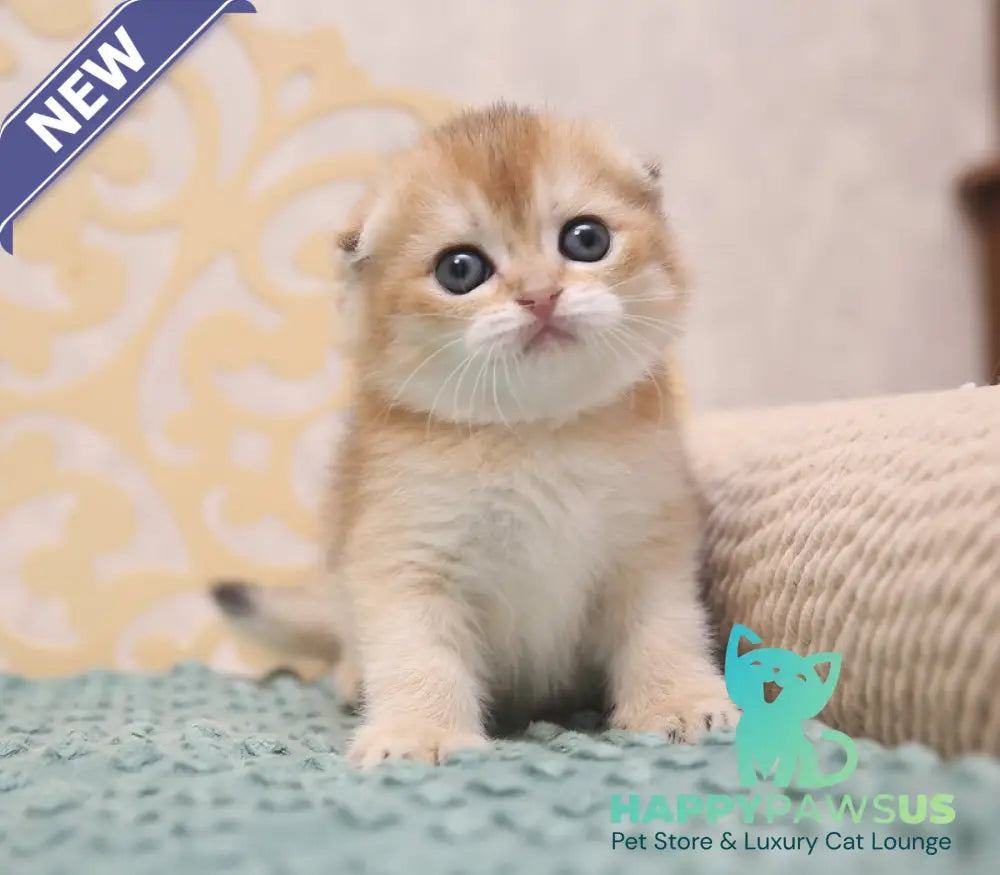Gabbi Scottish Fold female black golden shaded - live animals