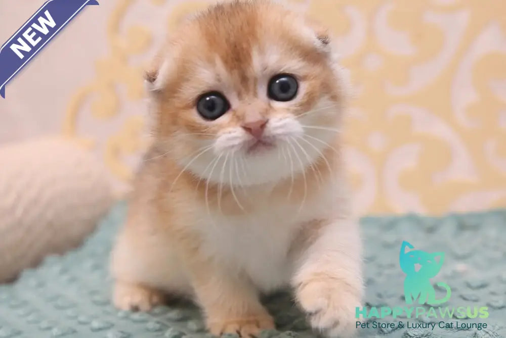 Gabbi Scottish Fold female black golden shaded - live animals