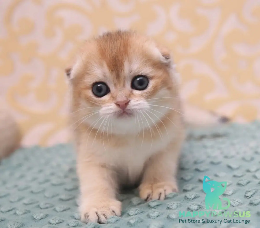 Gabbi Scottish Fold female black golden shaded - live animals