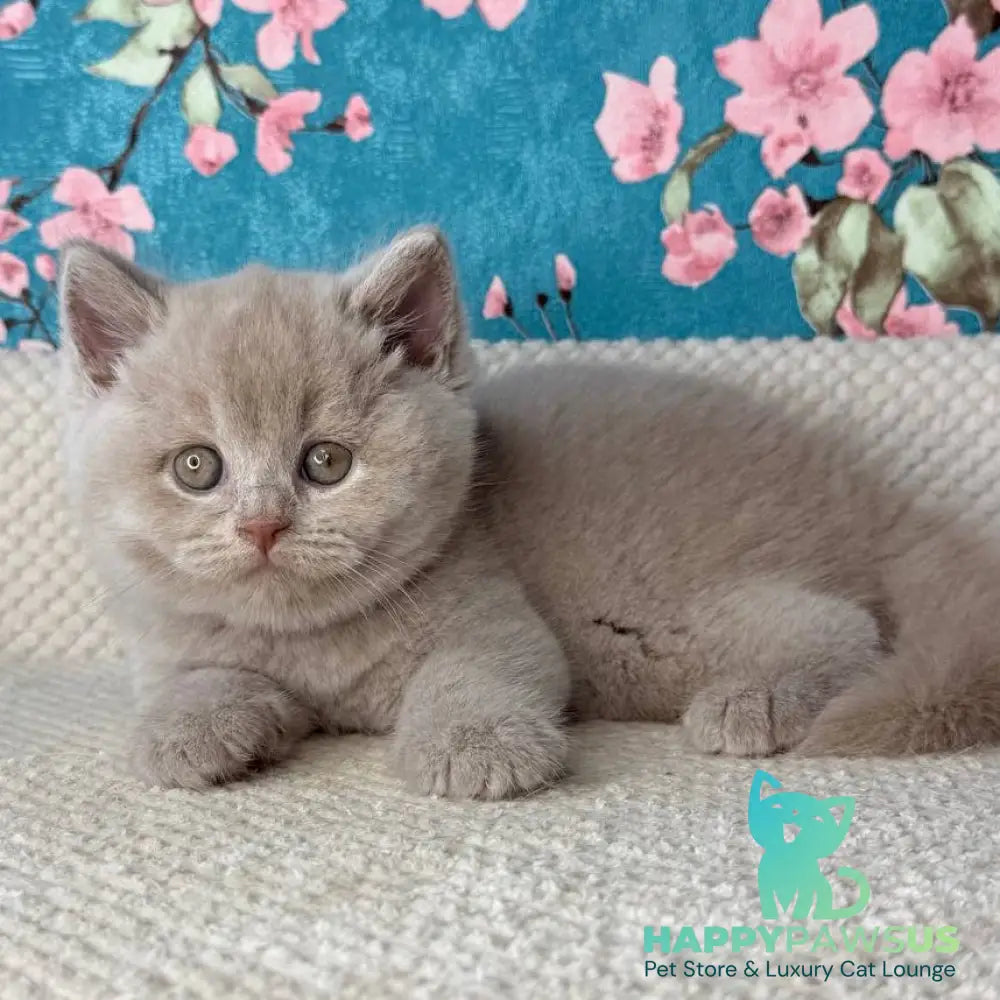 Gabby British Shorthair male fawn - live animals