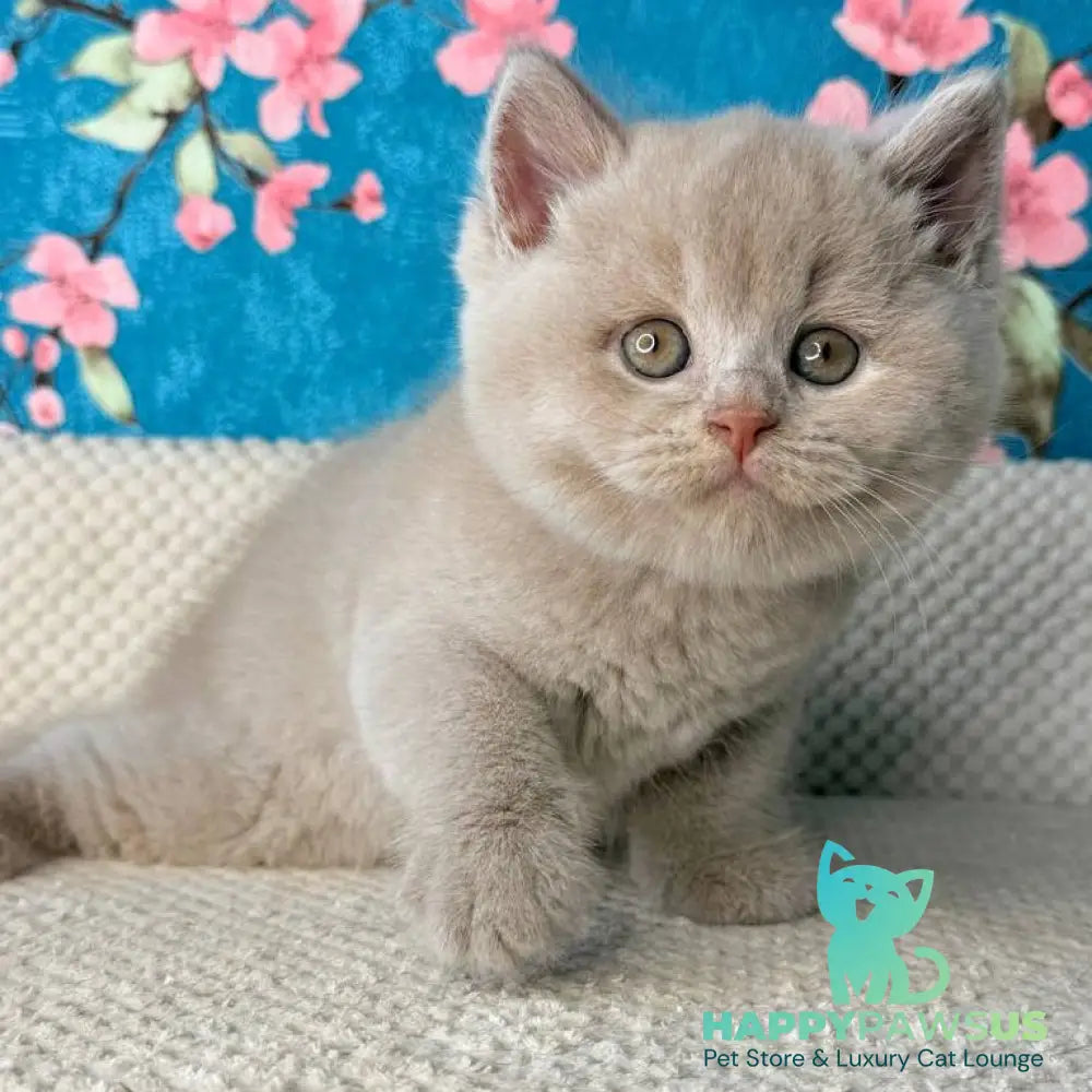 Gabby British Shorthair male fawn - live animals