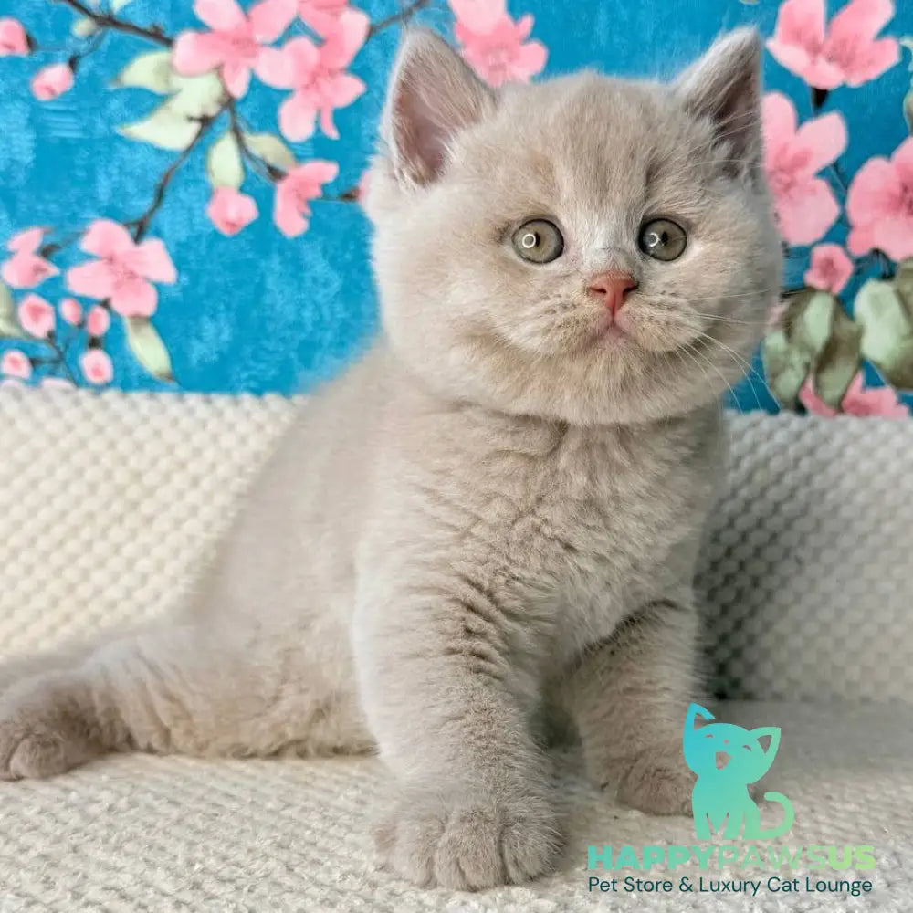 Gabby British Shorthair male fawn - live animals