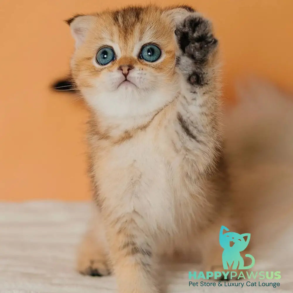 Gabby Scottish Fold female black golden ticked tabby - live animals