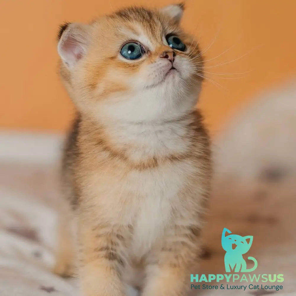Gabby Scottish Fold female black golden ticked tabby - live animals