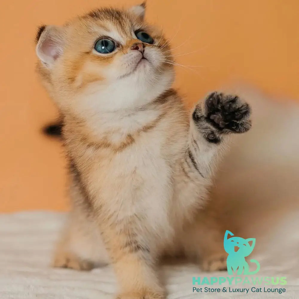 Gabby Scottish Fold female black golden ticked tabby - live animals
