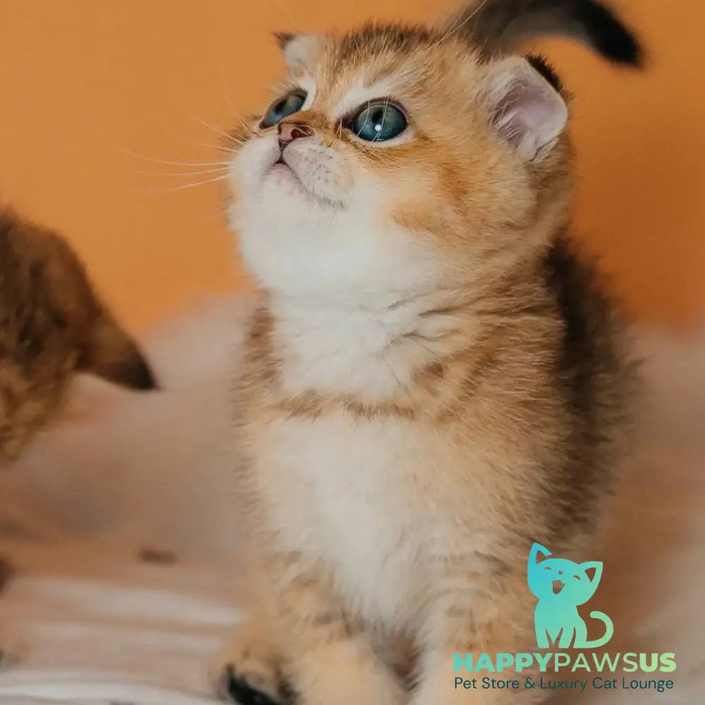 Gabby Scottish Fold female black golden ticked tabby - live animals