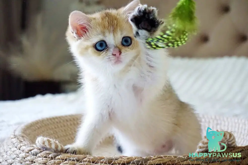Gabi British Shorthair female black golden shaded with white - live animals