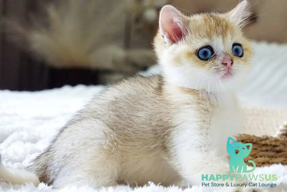 Gabi British Shorthair female black golden shaded with white - live animals