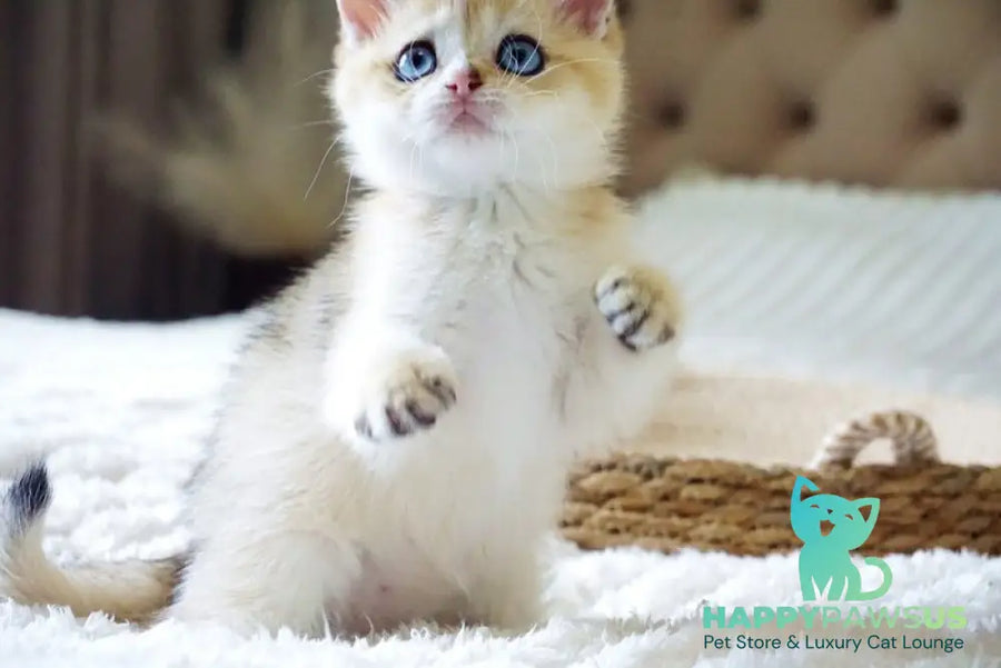 Gabi British Shorthair female black golden shaded with white - live animals