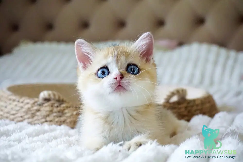 Gabi British Shorthair female black golden shaded with white - live animals