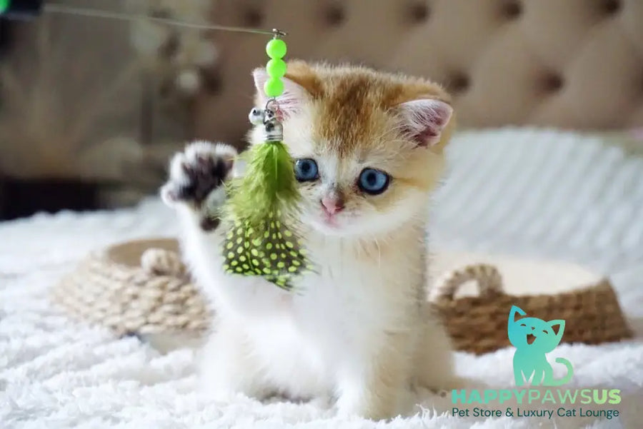 Gabi British Shorthair female black golden shaded with white - live animals