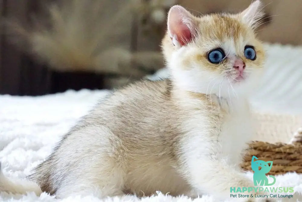 Gabi British Shorthair female black golden shaded with white - live animals
