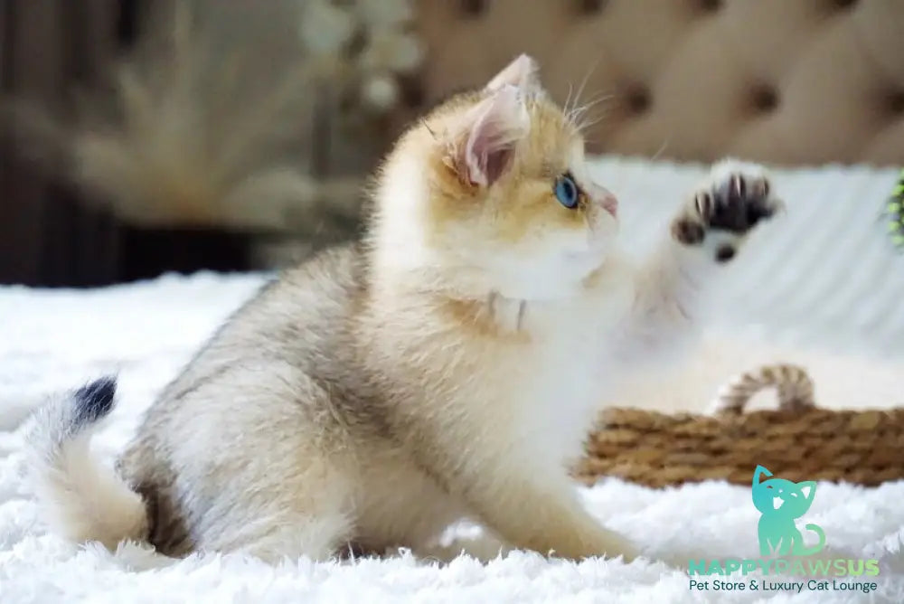 Gabi British Shorthair female black golden shaded with white - live animals