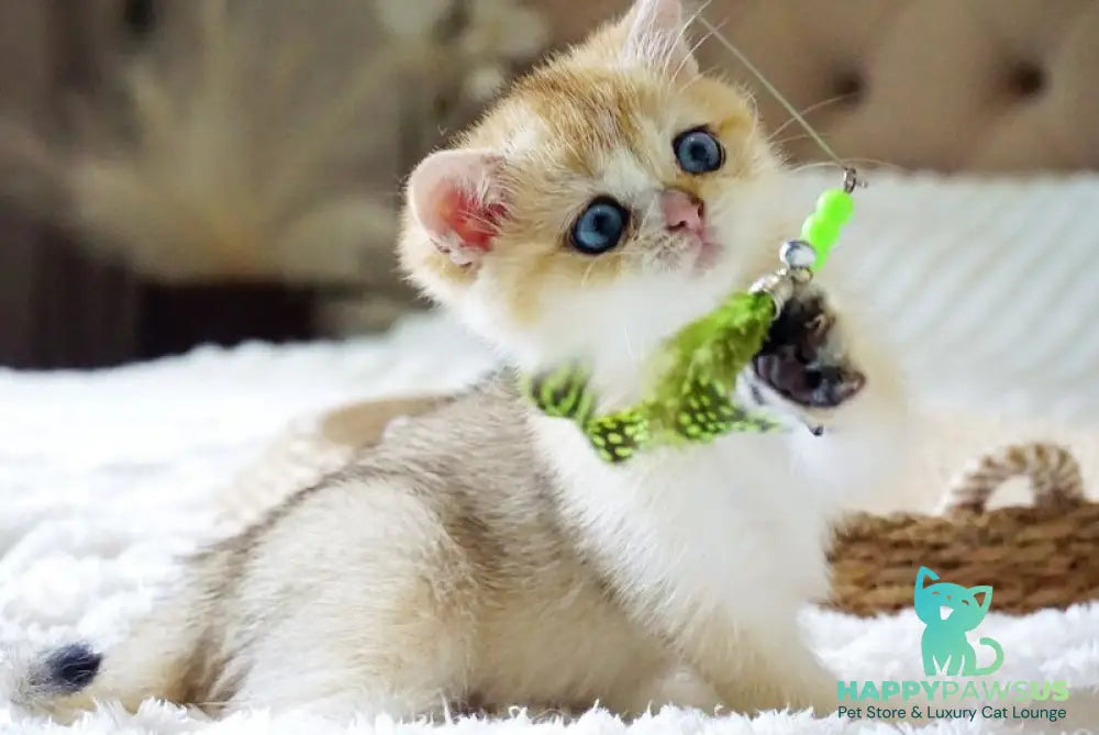Gabi British Shorthair female black golden shaded with white - live animals