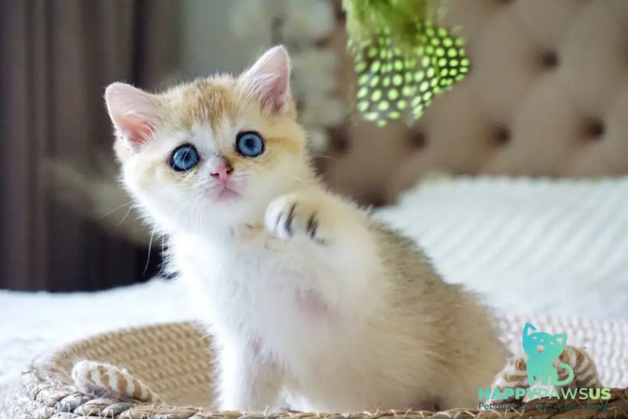 Gabi British Shorthair female black golden shaded with white - live animals
