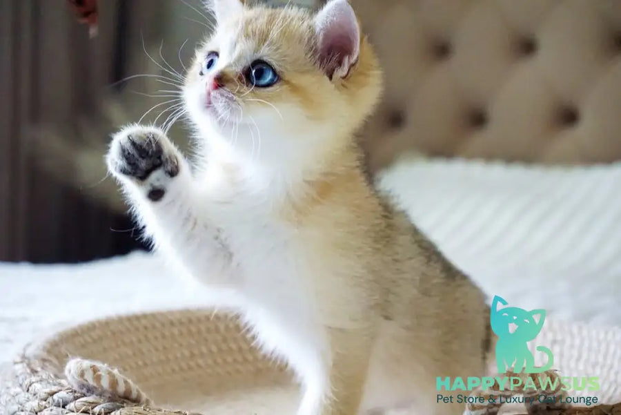 Gabi British Shorthair female black golden shaded with white - live animals