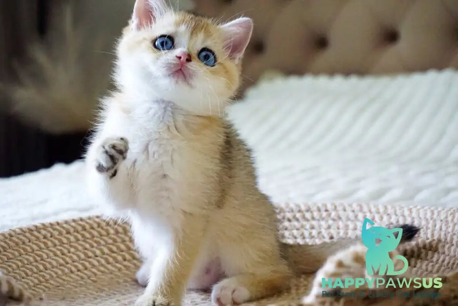 Gabi British Shorthair female black golden shaded with white - live animals