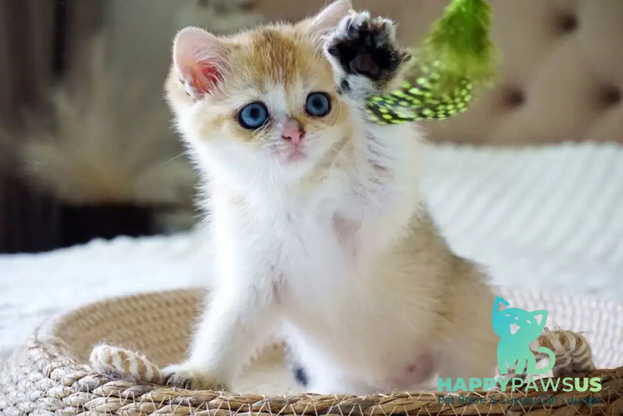 Gabi British Shorthair female black golden shaded with white - live animals