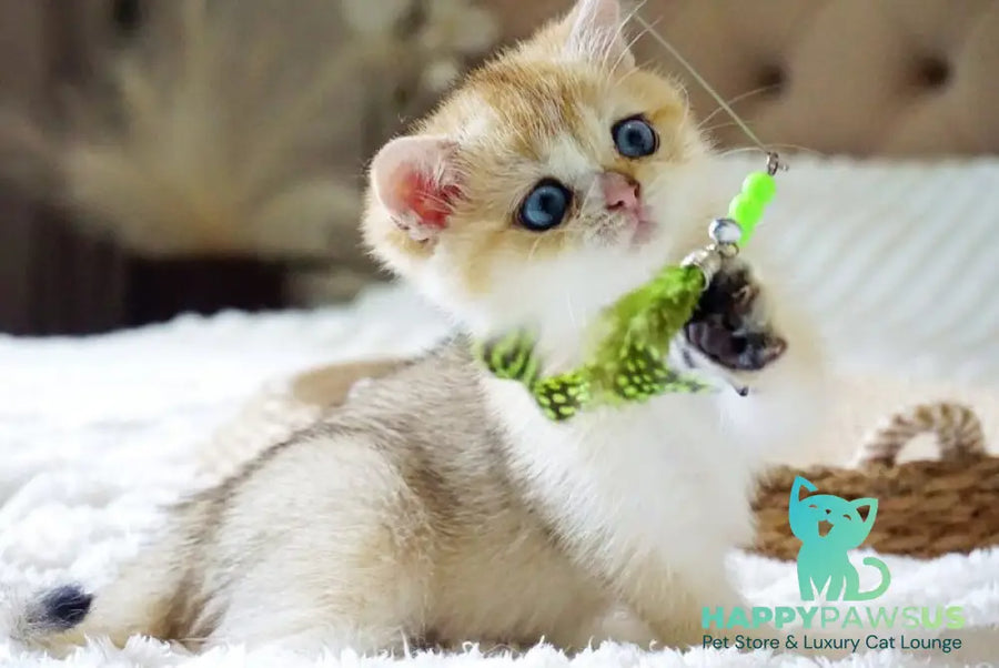 Gabi British Shorthair female black golden shaded with white - live animals