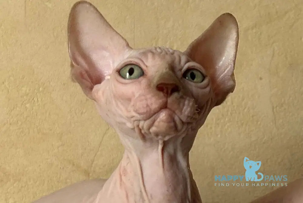 Gabi Canadian Sphynx female chocolate live animals