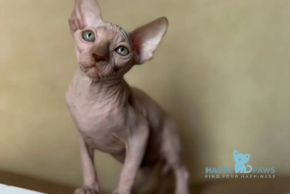 Gabi Canadian Sphynx female chocolate live animals