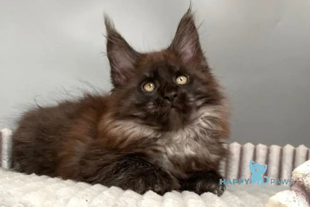 Gabi Maine Coon female blue live animals