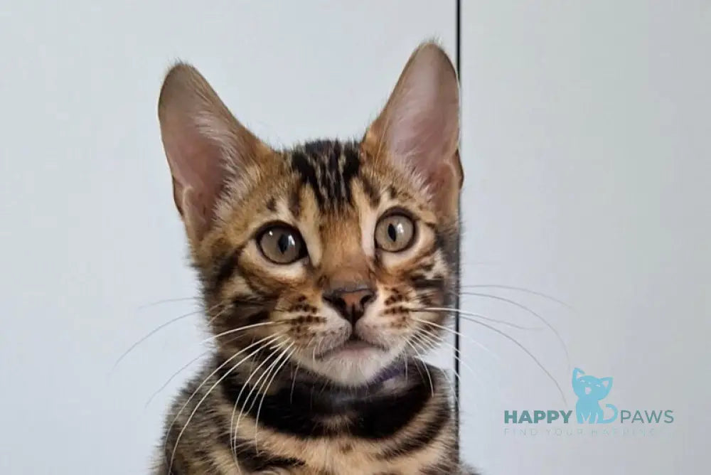 Gabik Bengal male black spotted tabby live animals