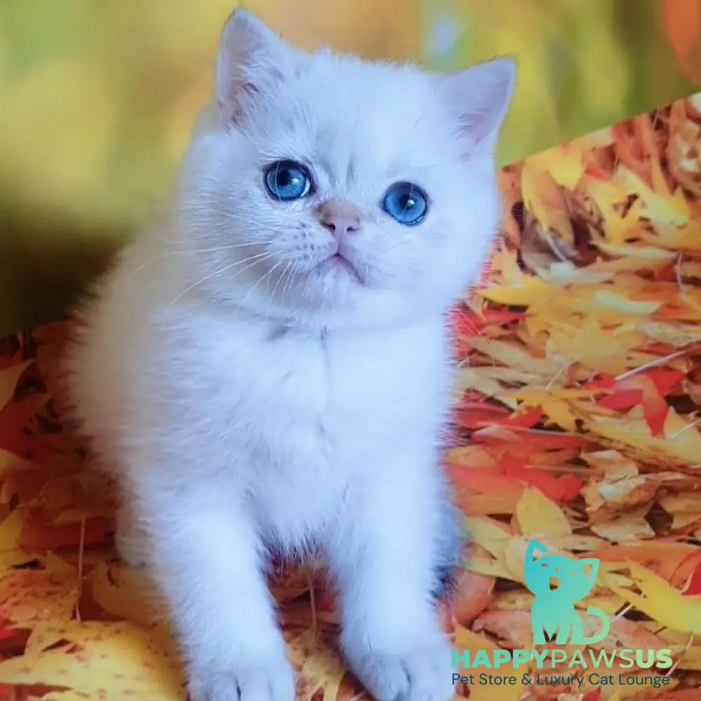 Gabriel British Shorthair male black golden shaded pointed - live animals
