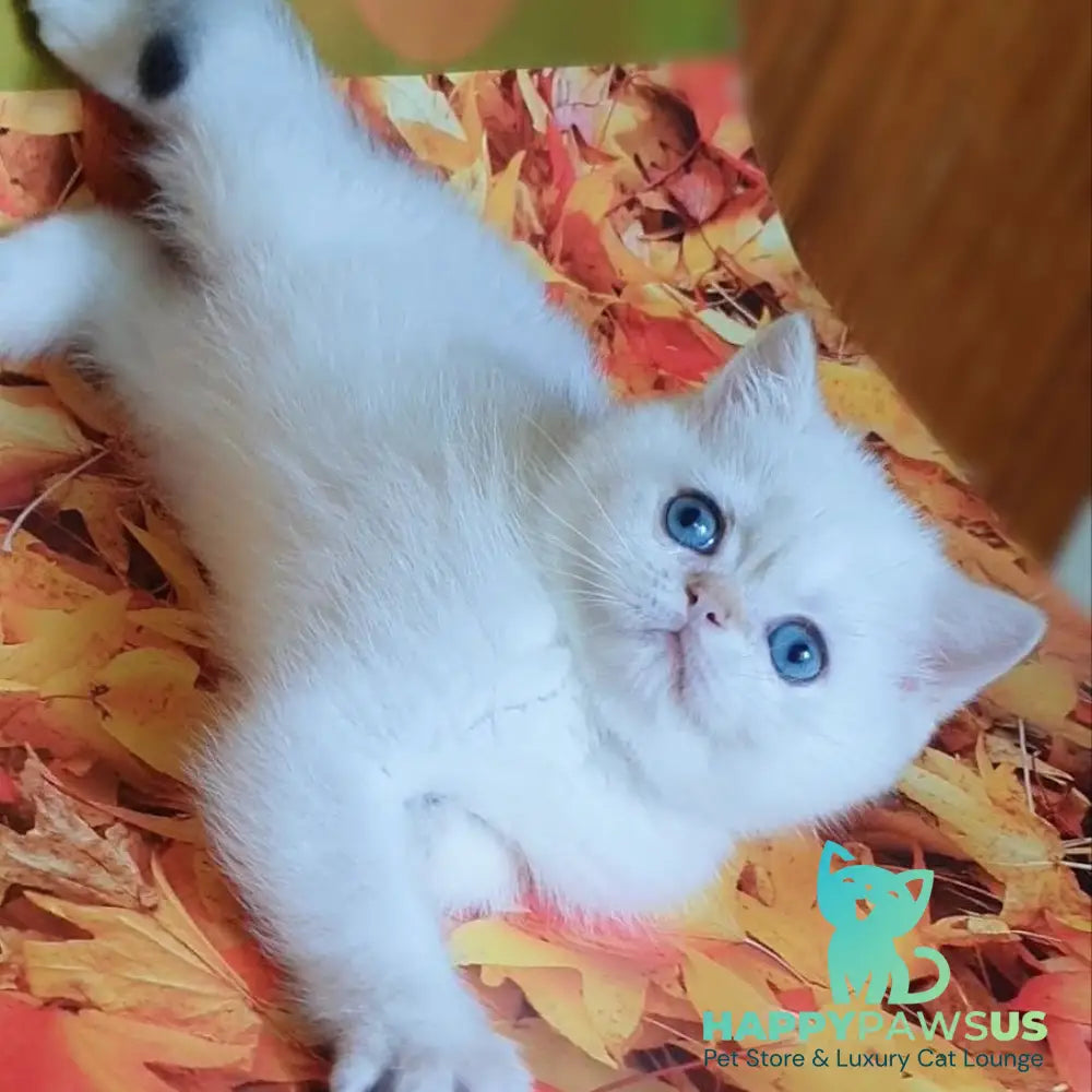Gabriel British Shorthair male black golden shaded pointed - live animals