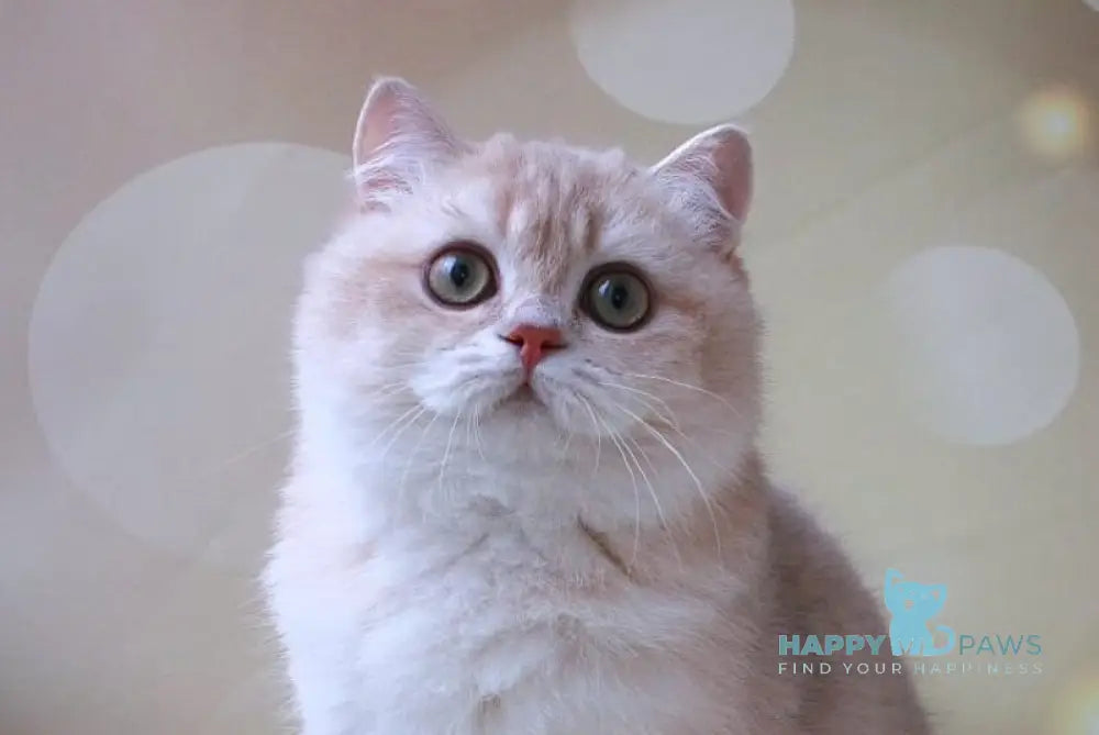 Gabriel British Shorthair male lilac golden shaded live animals