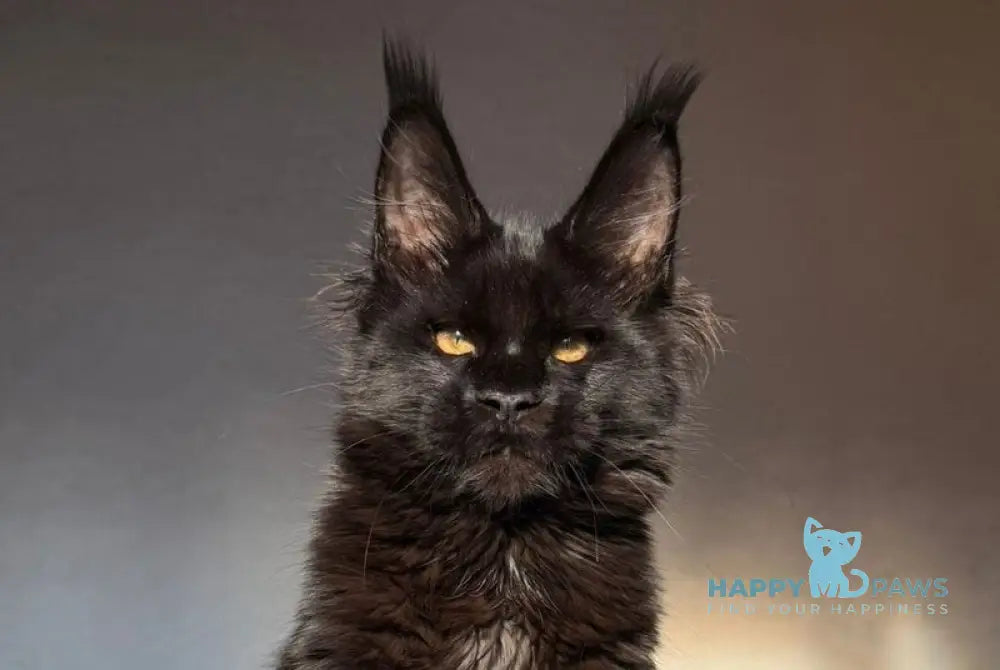 Gabriel Maine Coon female black live animals