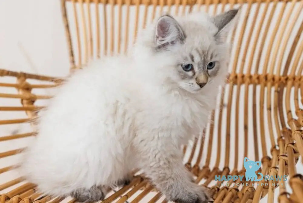 Gabriel Neva Masquerade male black tabby pointed live animals
