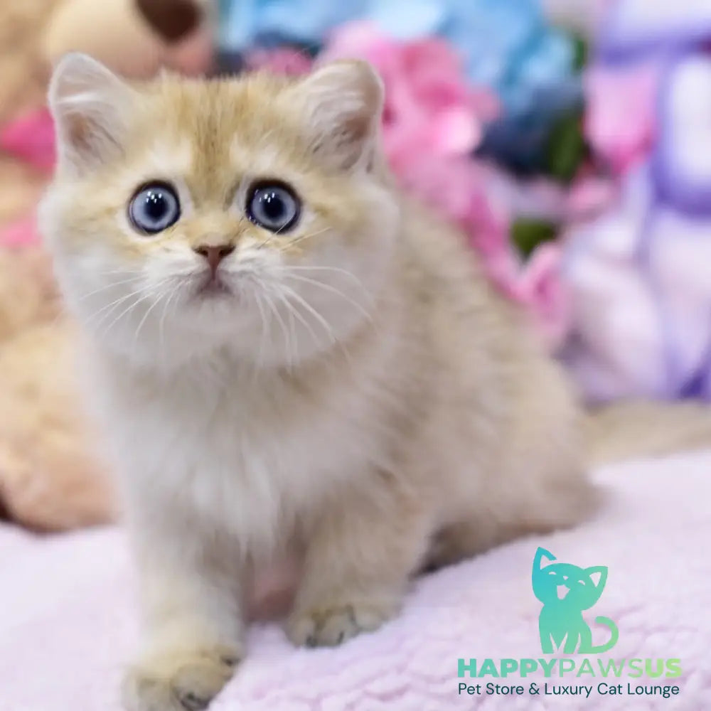 Gaby British Shorthair female black golden shaded - live animals