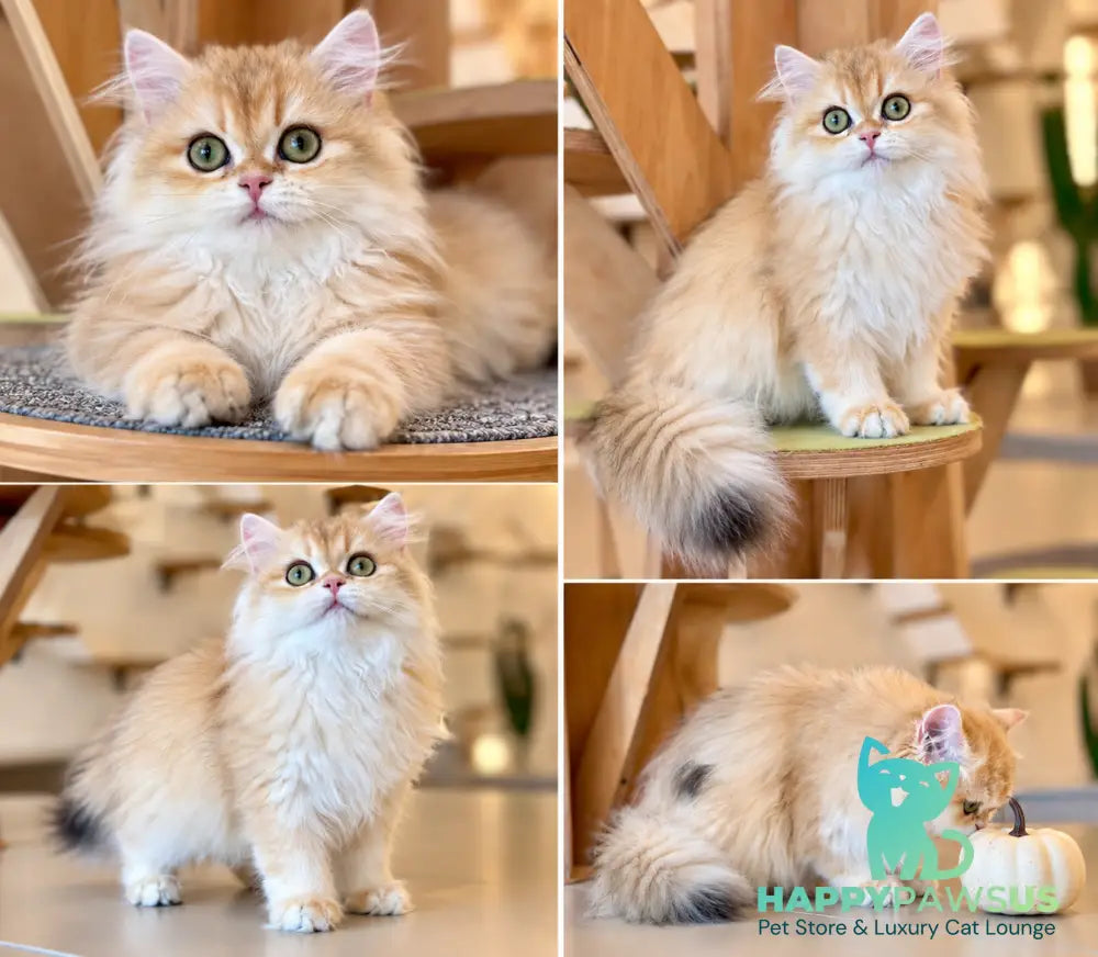 Gaia British Longhair female black golden chinchilla - live animals