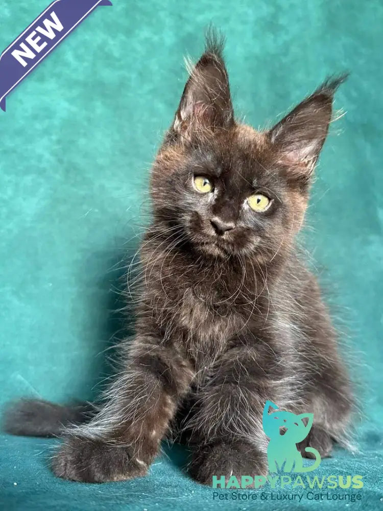 Gaia Maine Coon female black - live animals