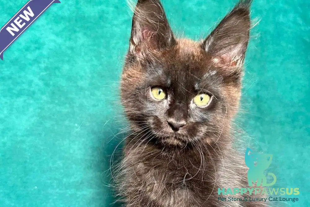 Gaia Maine Coon female black - live animals
