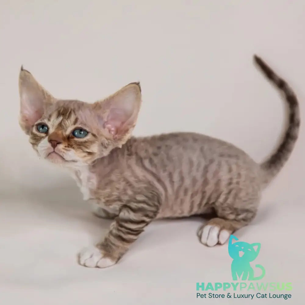 Gaika Devon Rex female chocolate bicolour spotted tabby - live animals