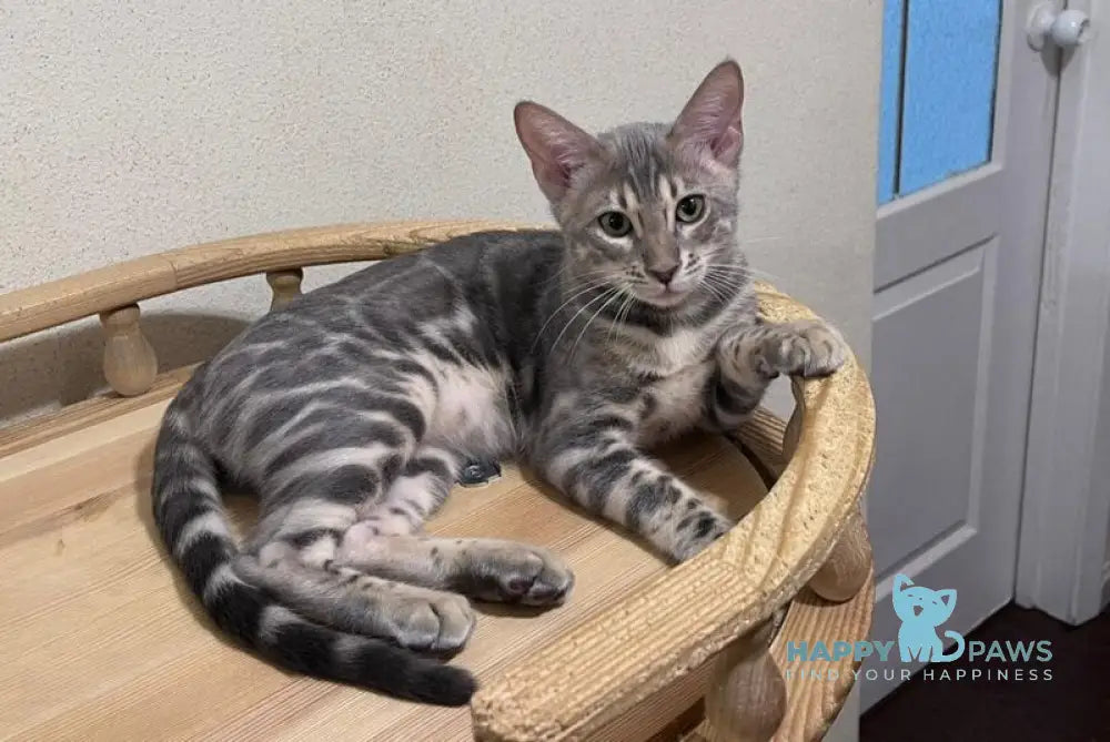 Gala Bengal female blue spotted tabby live animals